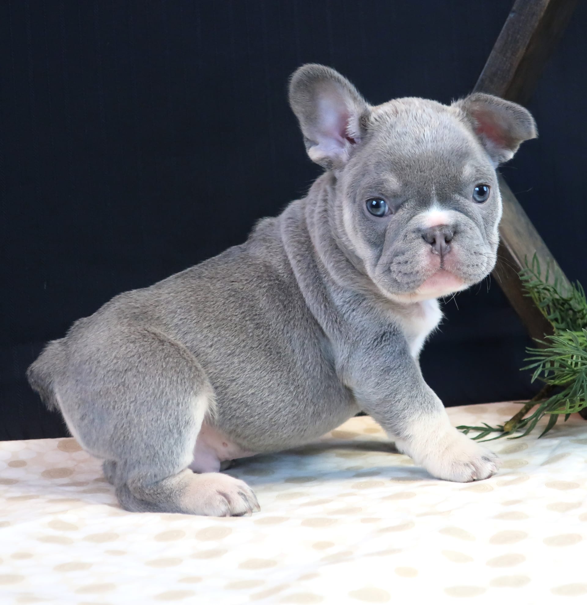 Oscar - French Bulldog Puppy for Sale in Millersburg, OH | Lancaster ...