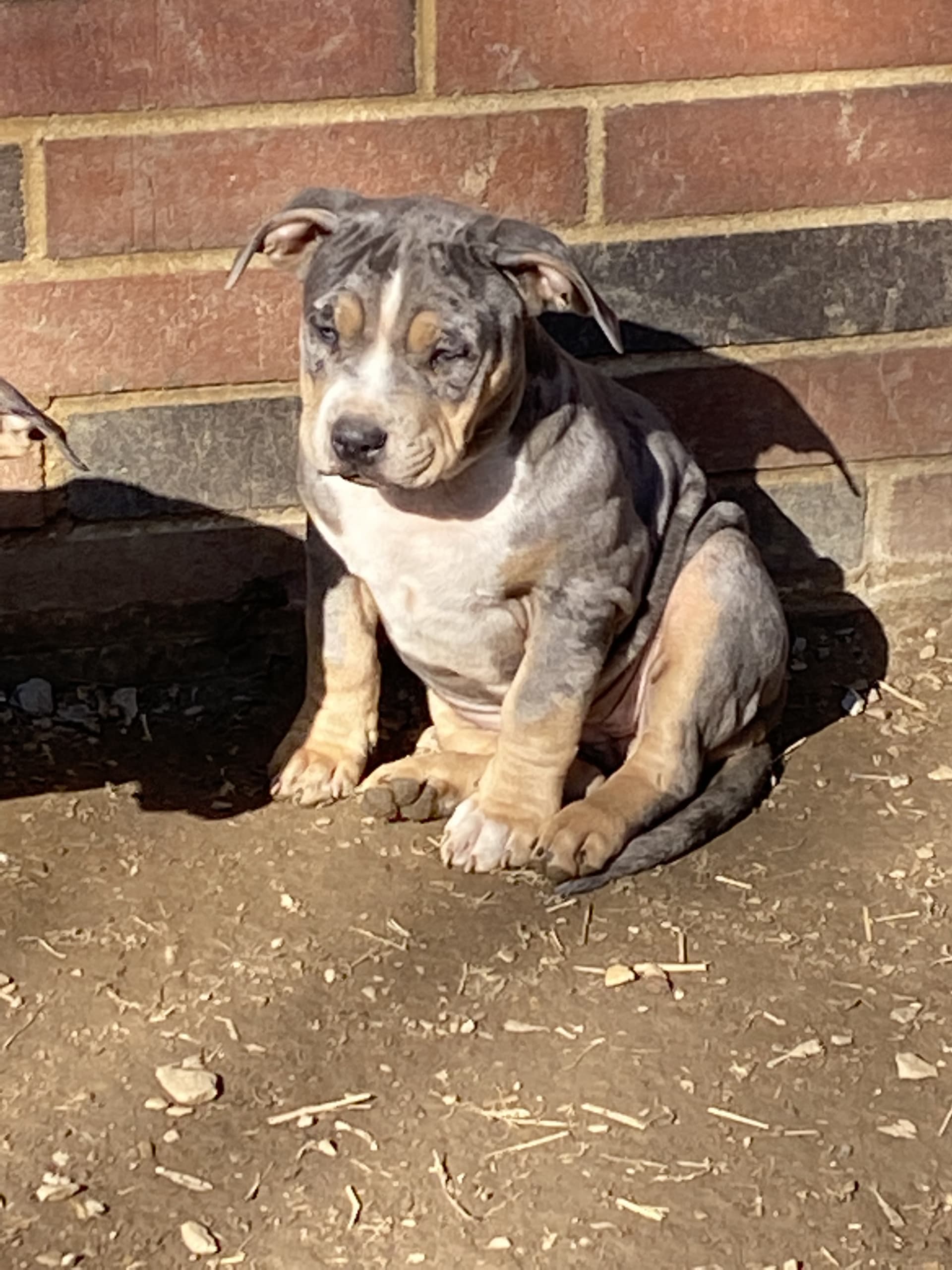 Bella American Bully Puppy for Sale in York PA Lancaster Puppies