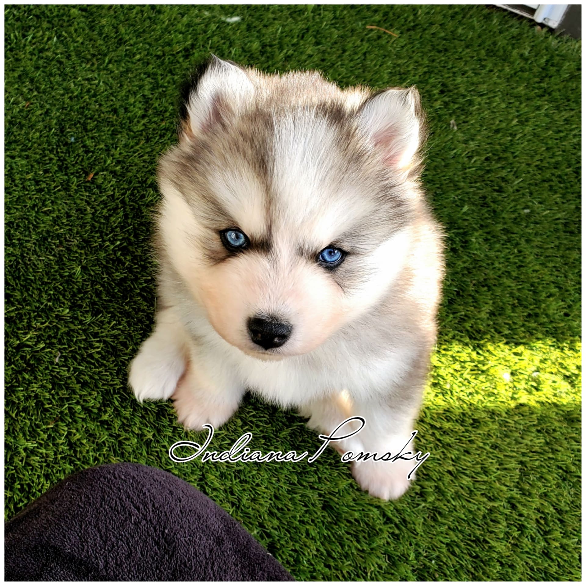 Lancaster puppies cheap pomsky