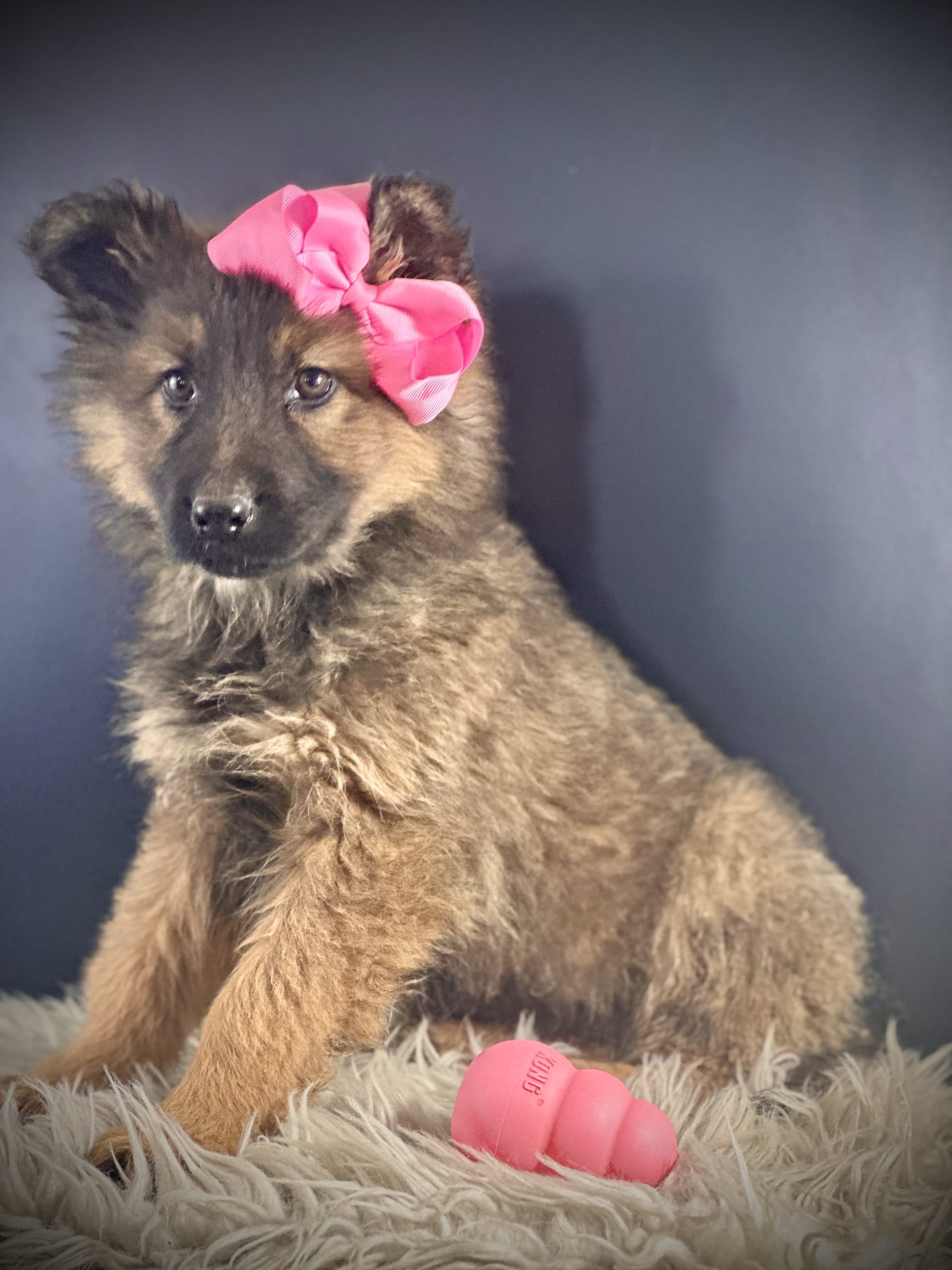 Mercedes German Shepherd Puppy for Sale in Butler, OH Lancaster Puppies