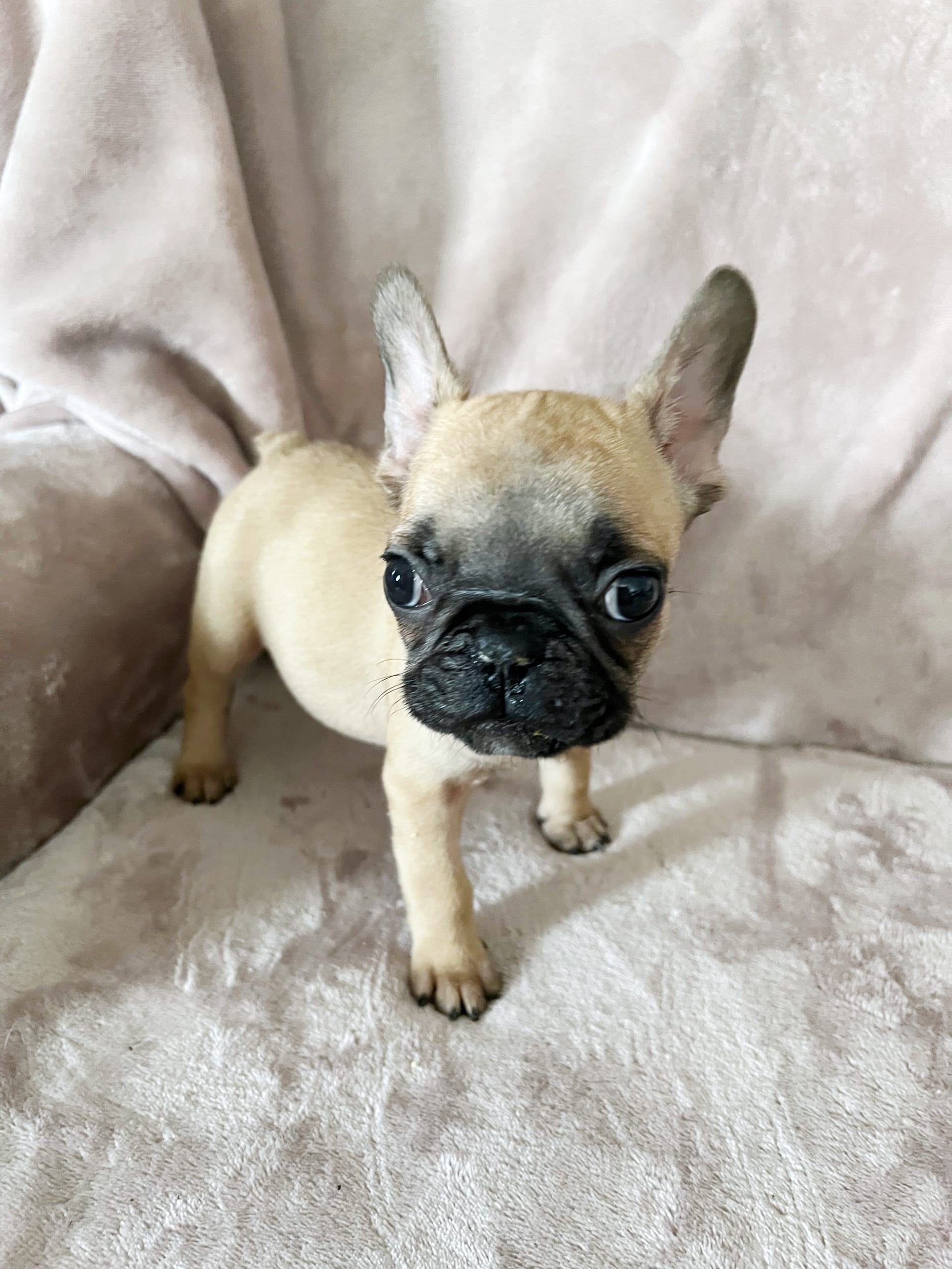 Lilly - French Bulldog Puppy for Sale in Bloomsburg, PA | Lancaster Puppies