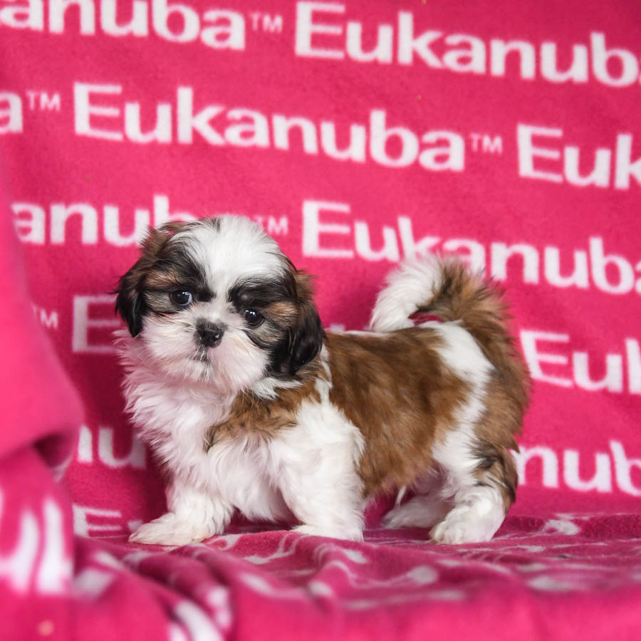 Eukanuba shih cheap tzu