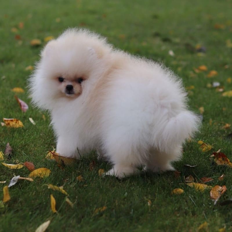 Pomeranian top triple coat
