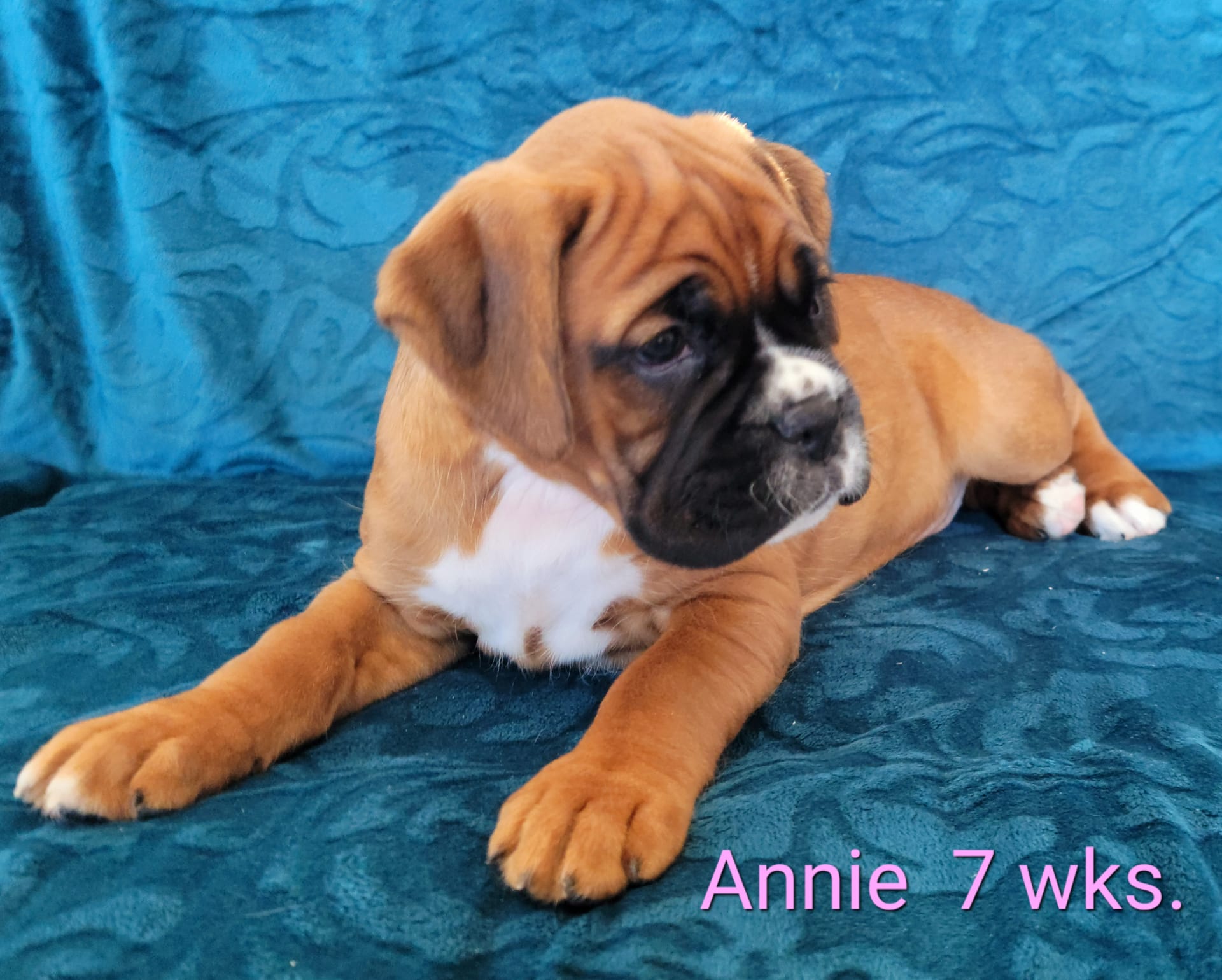 7 week on sale old boxer puppy