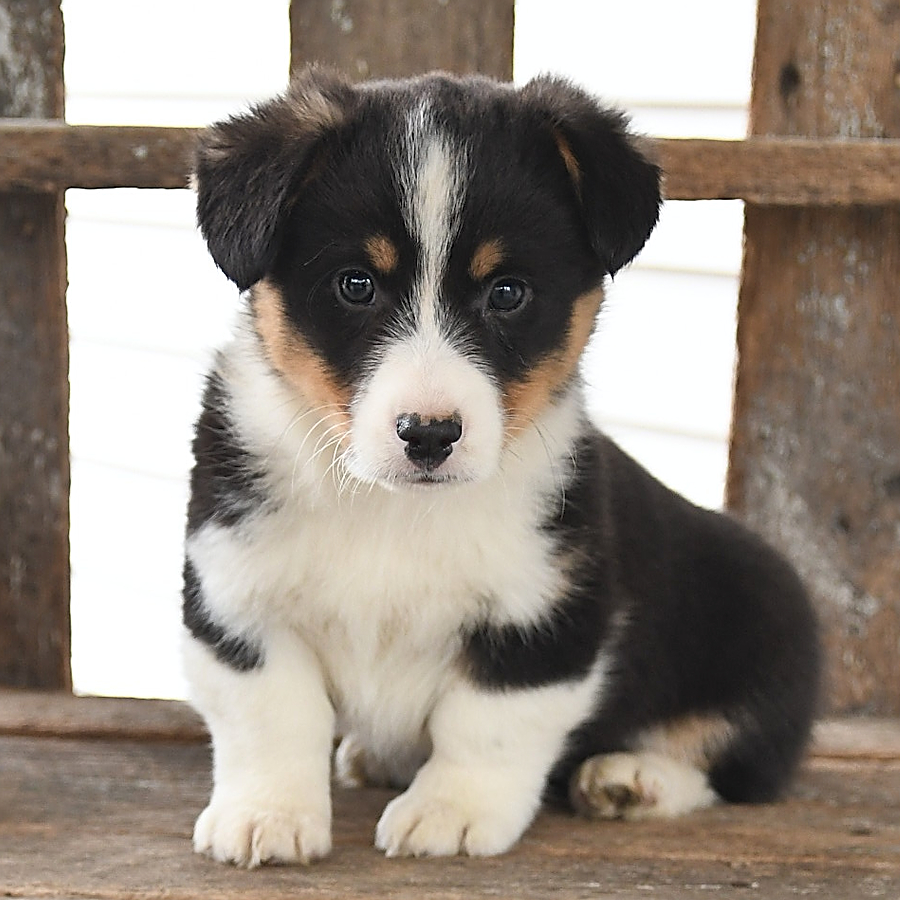 Captain Welsh (Pembroke) and Australian Shepherd Hybrid Puppy for Sale in Sugarcreek, OH