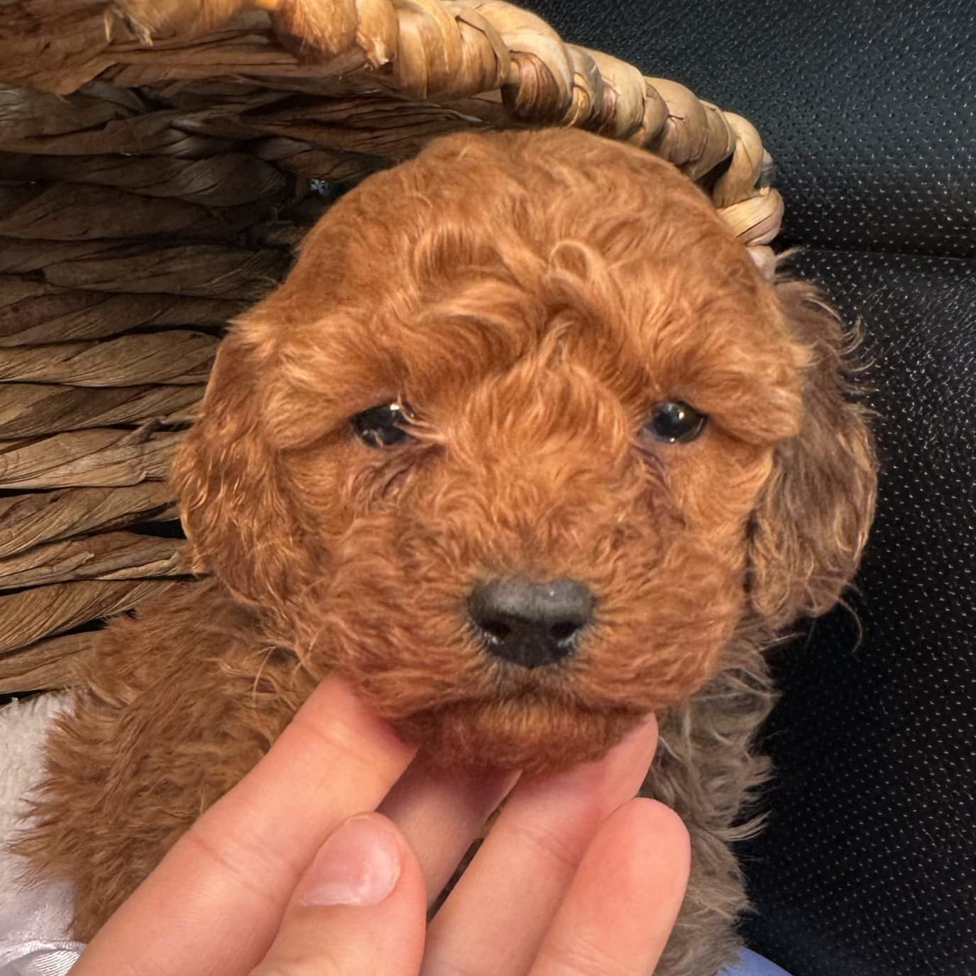 Cameron Poodle Toy Puppy for Sale in Palmyra, NJ Lancaster Puppies