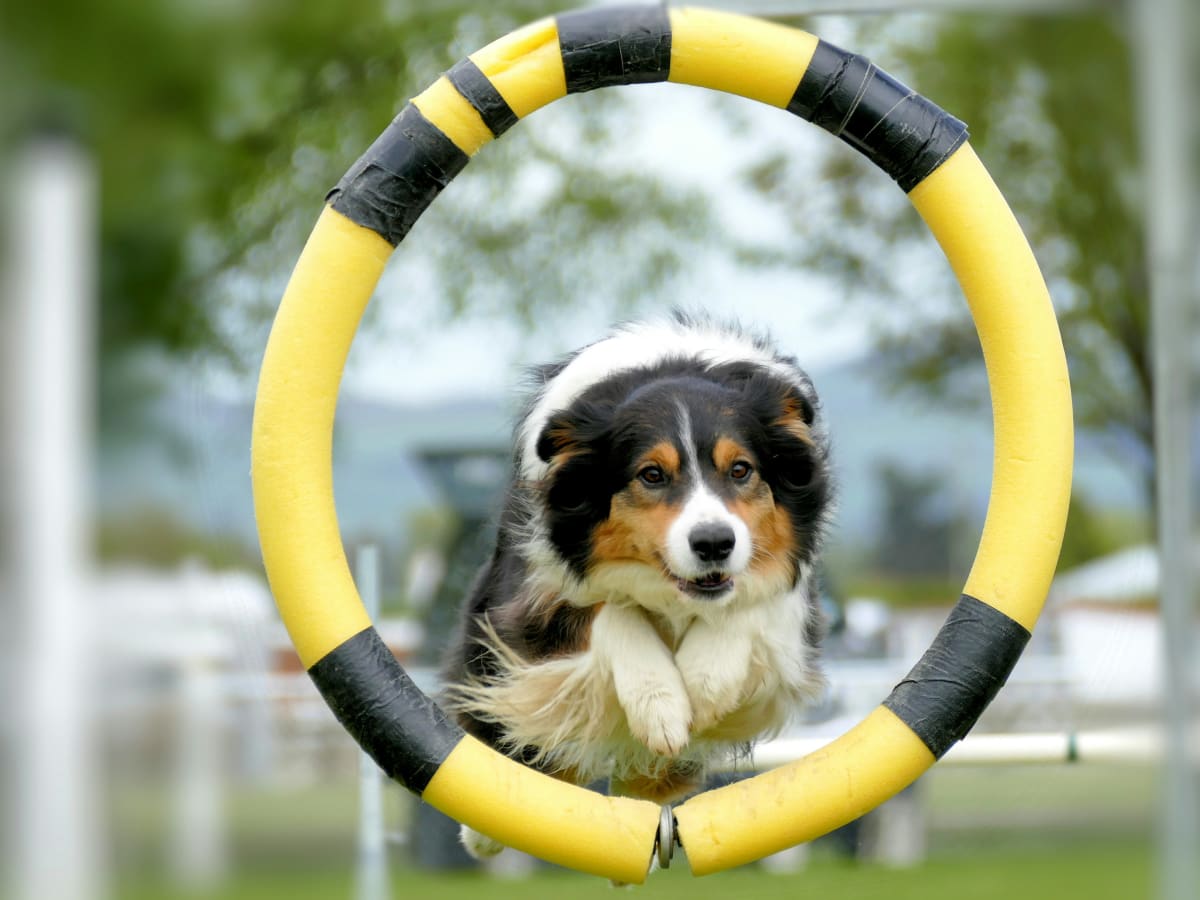 White, brown, and white dog jumping through a yellow ring