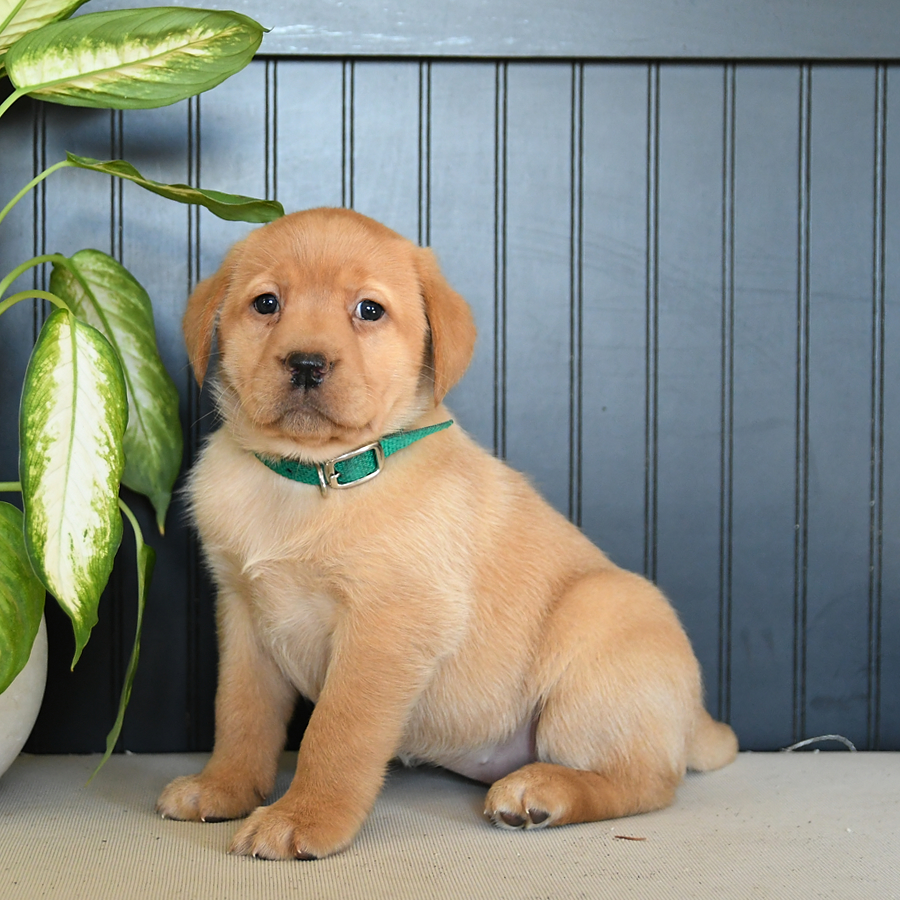 Blaire Labrador Retriever Puppy for Sale in Narvon PA