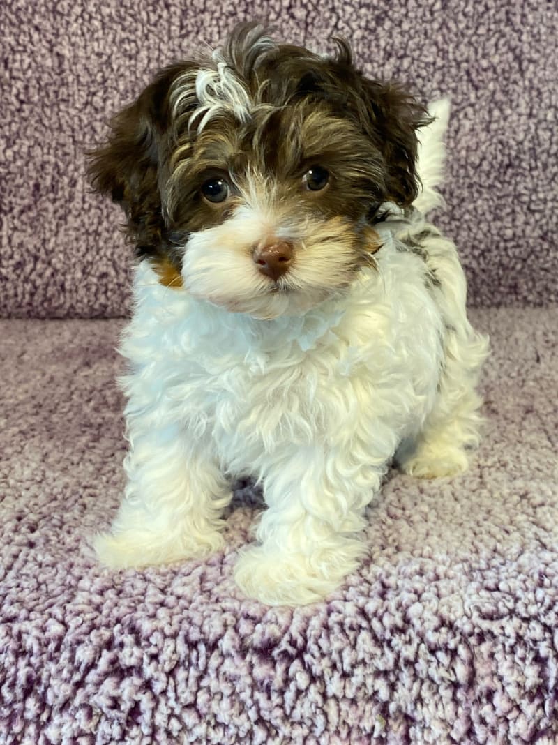 Maddie Havapoo Puppy for Sale in Sugarcreek, OH Lancaster Puppies