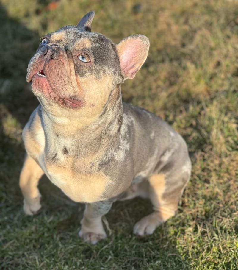 Pluto - French Bulldog Stud for Sale in Salem, MA | Lancaster Puppies