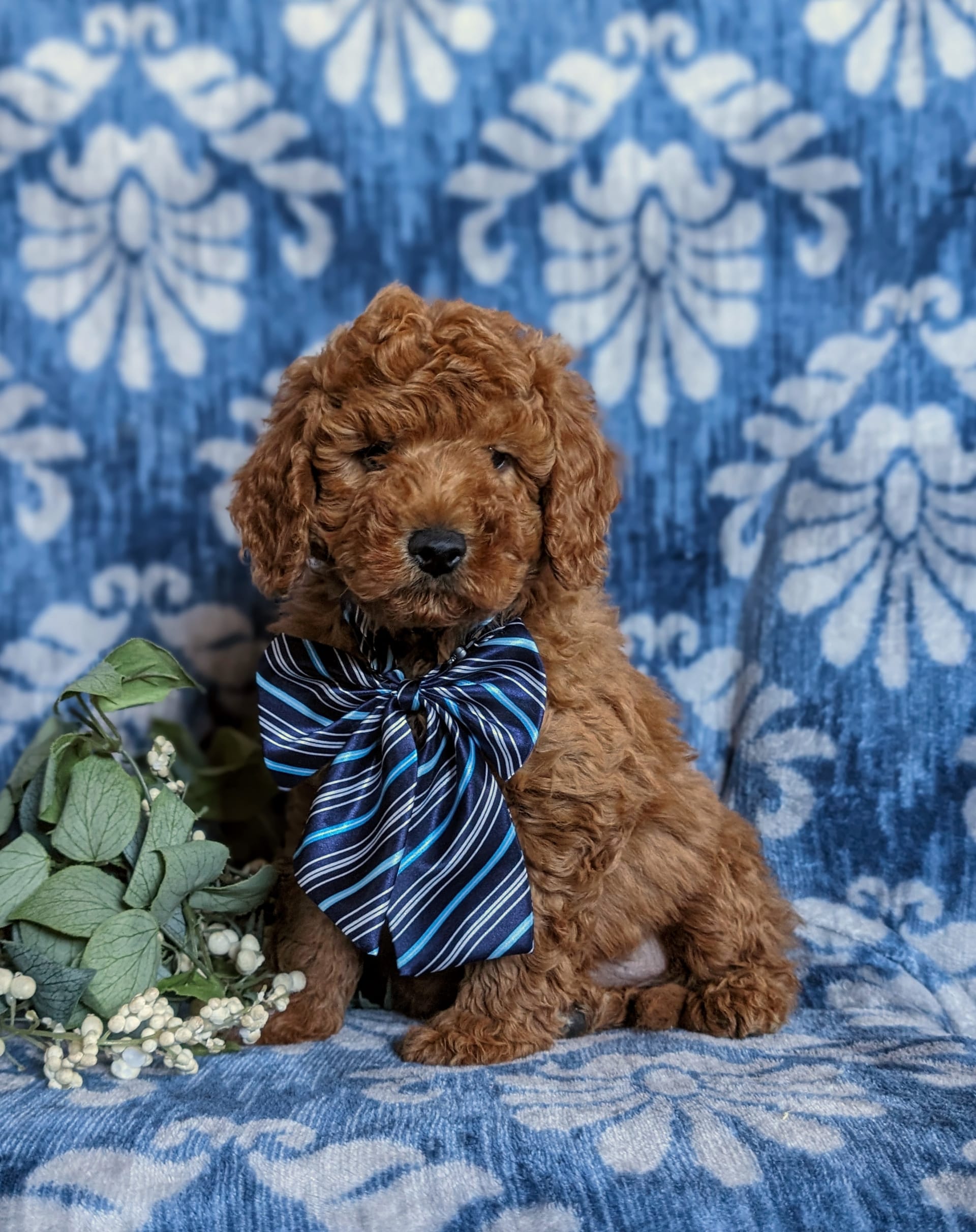 Blue labradoodle puppy 2025