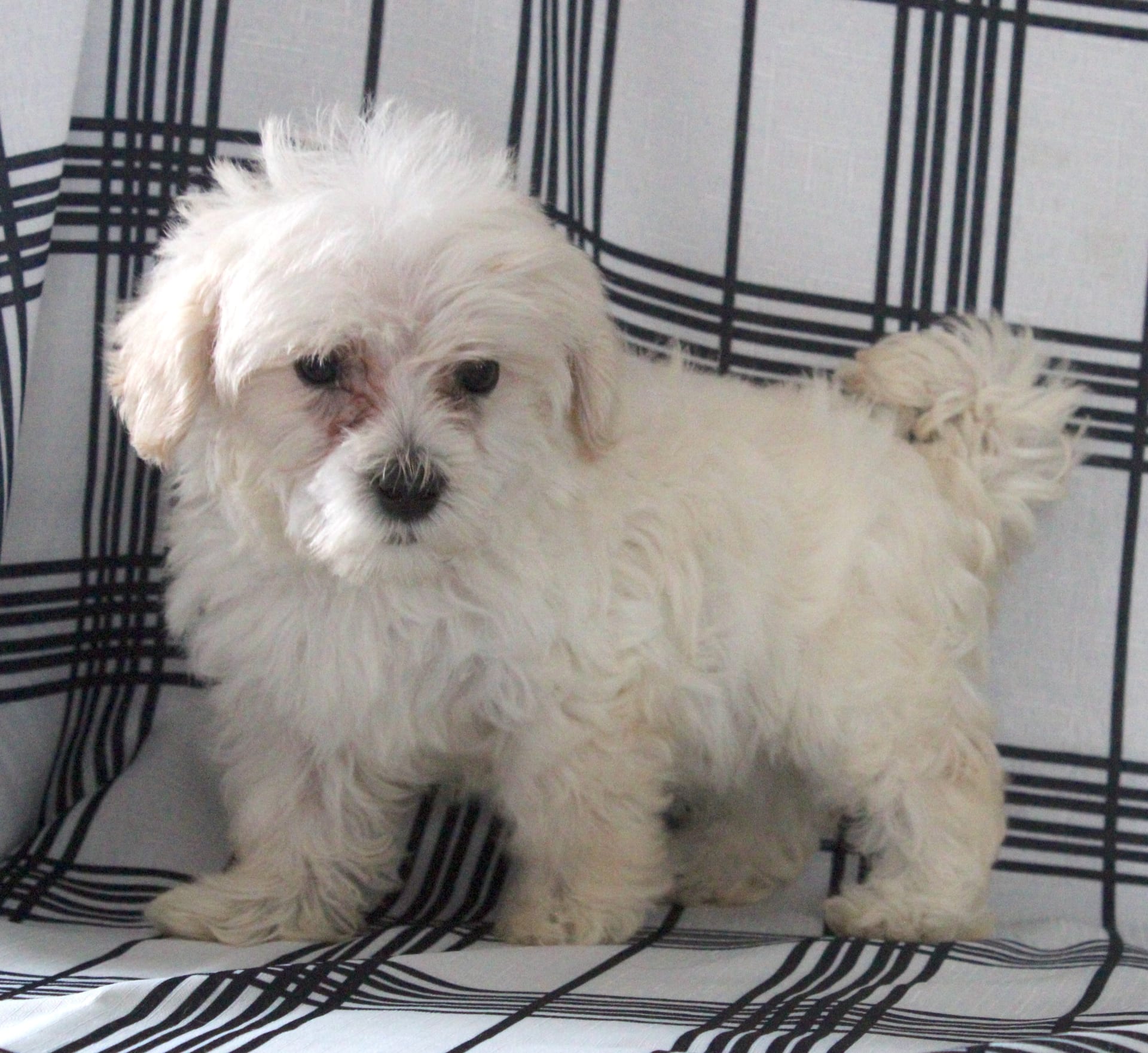 Free Puppies Hagerstown Md - y5av9p3