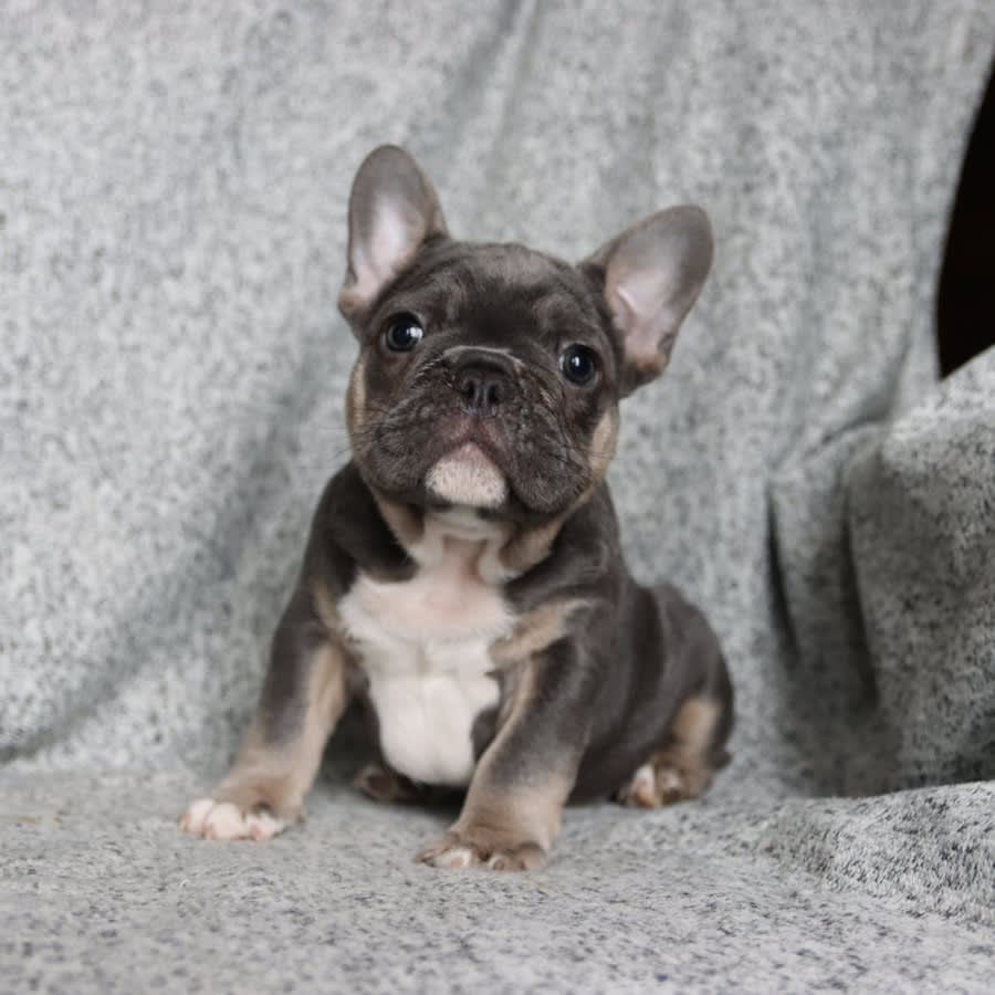 Sammy - French Bulldog Puppy for Sale in East Earl, PA | Lancaster Puppies