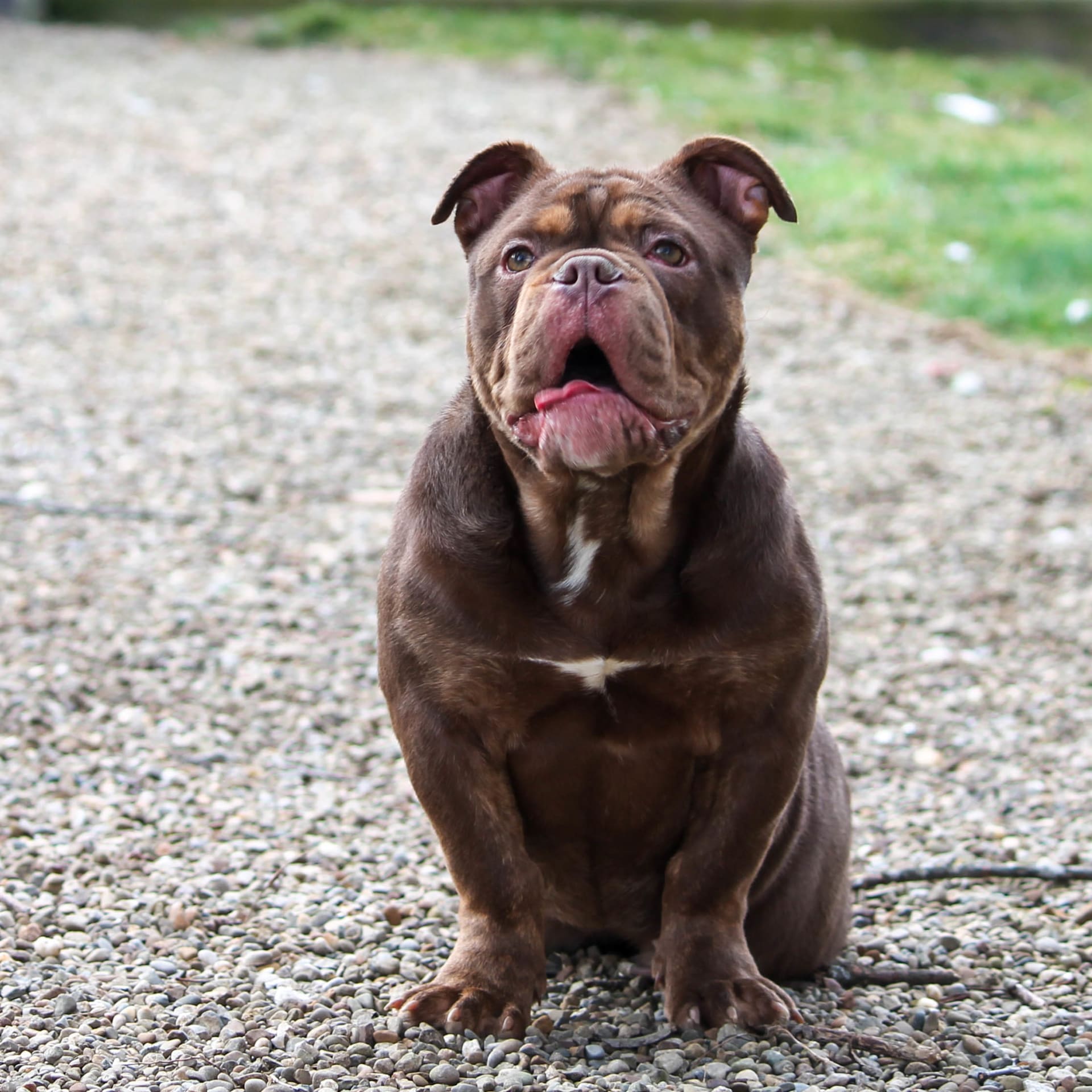 Bluegates Cola Olde English Bulldogge Puppy for Sale in Apple