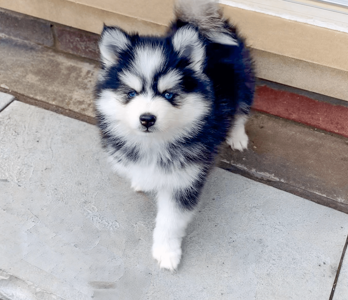 50 puppies for sale near best sale me