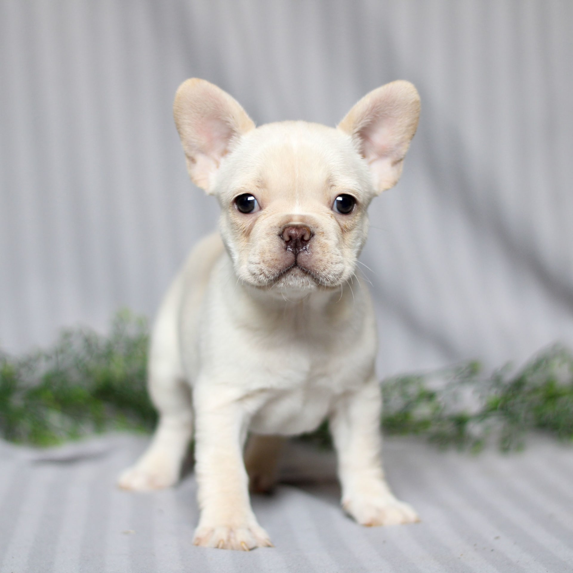 Jayson bulldog kennel 2025