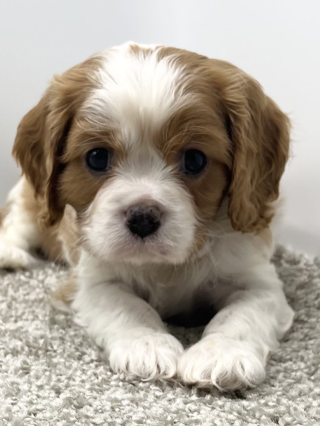 cavalier king charles spaniel rescue austin