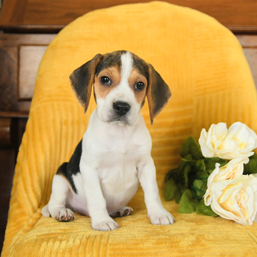 Yellow beagle puppy 2025