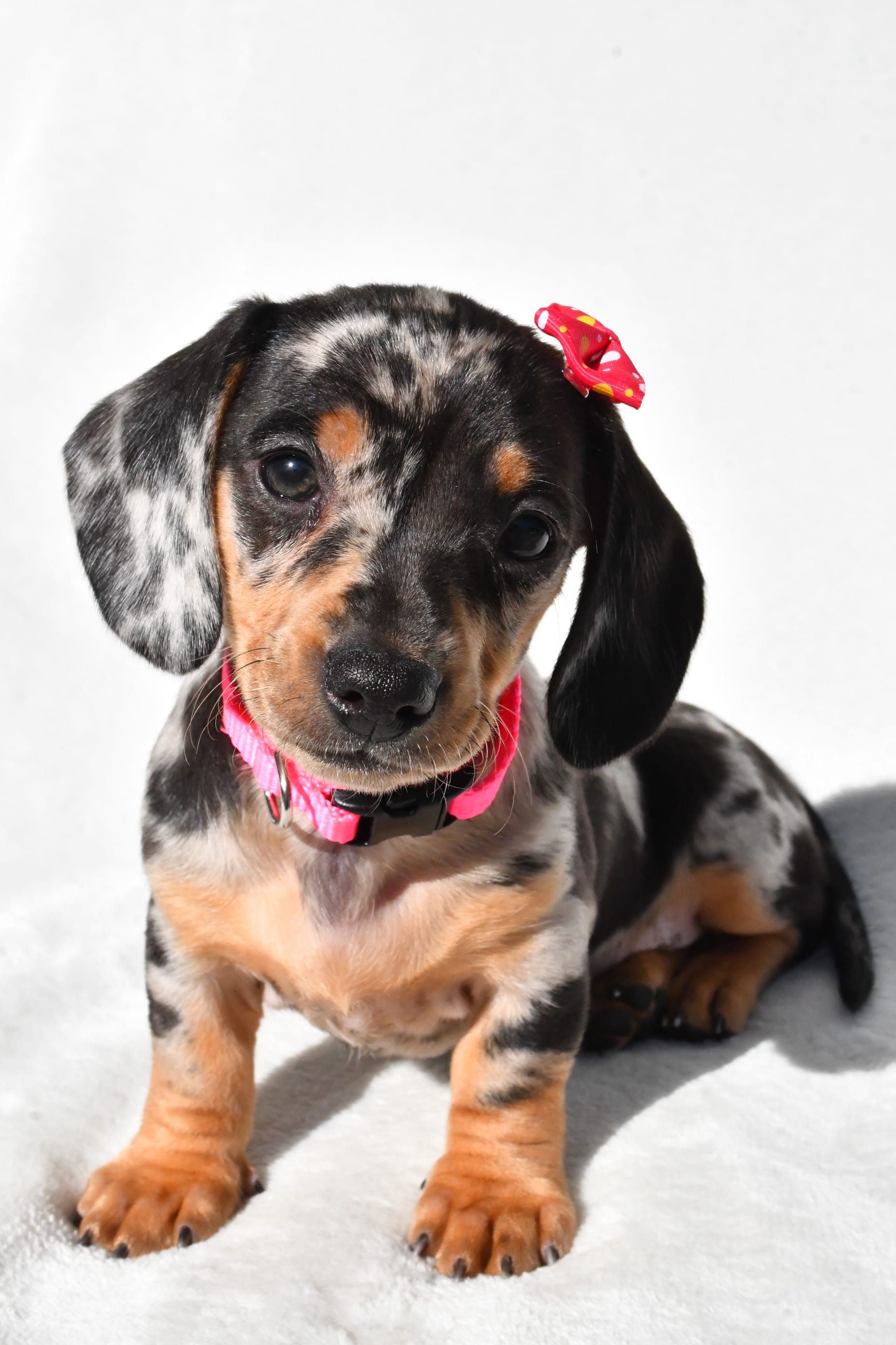 Brindle Shih Tzu Dog: A Perfect Blend of Grace and Charm