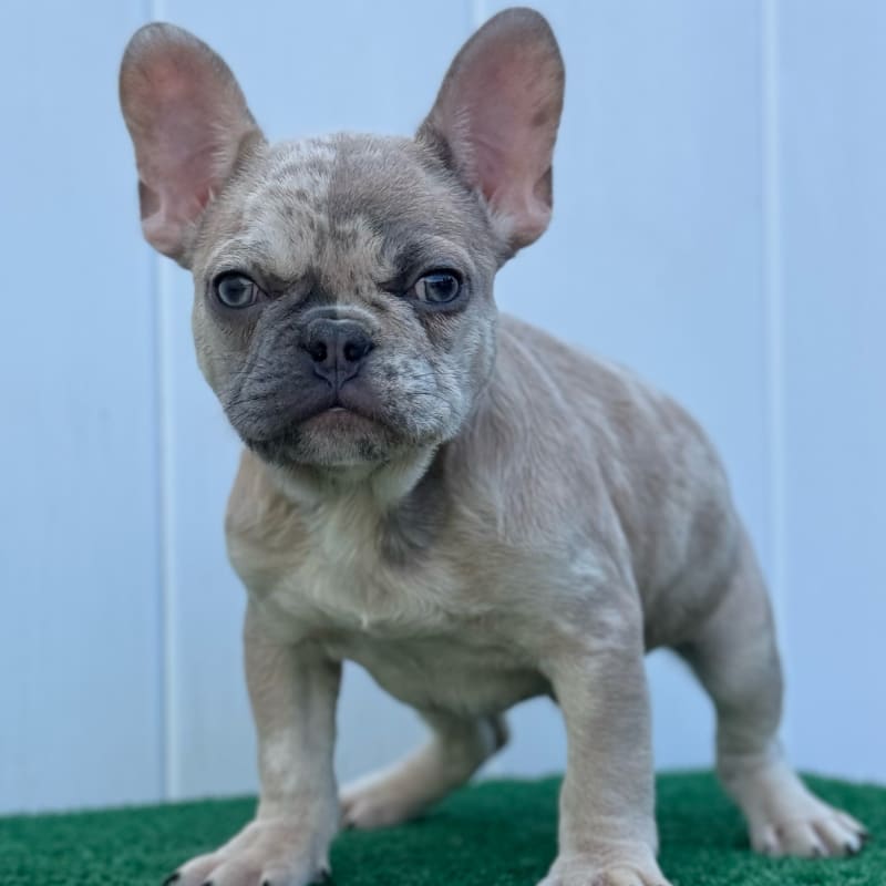 Quinn - French Bulldog Puppy for Sale in Uniondale, NY | Lancaster Puppies