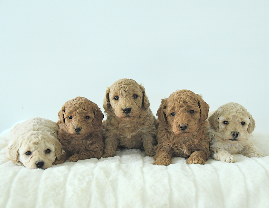 Miniature Poodle Breeders in Indiana Lancaster Puppies