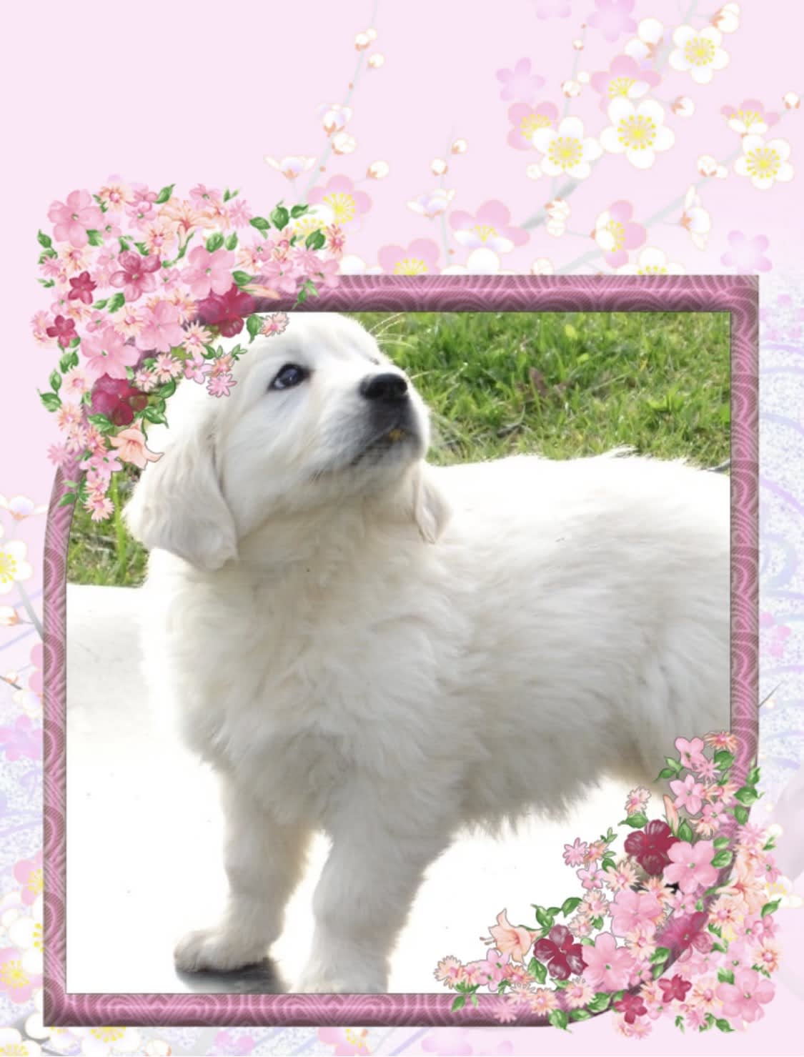 Beauty Golden Retriever Puppy for Sale in Blacksburg, VA Lancaster