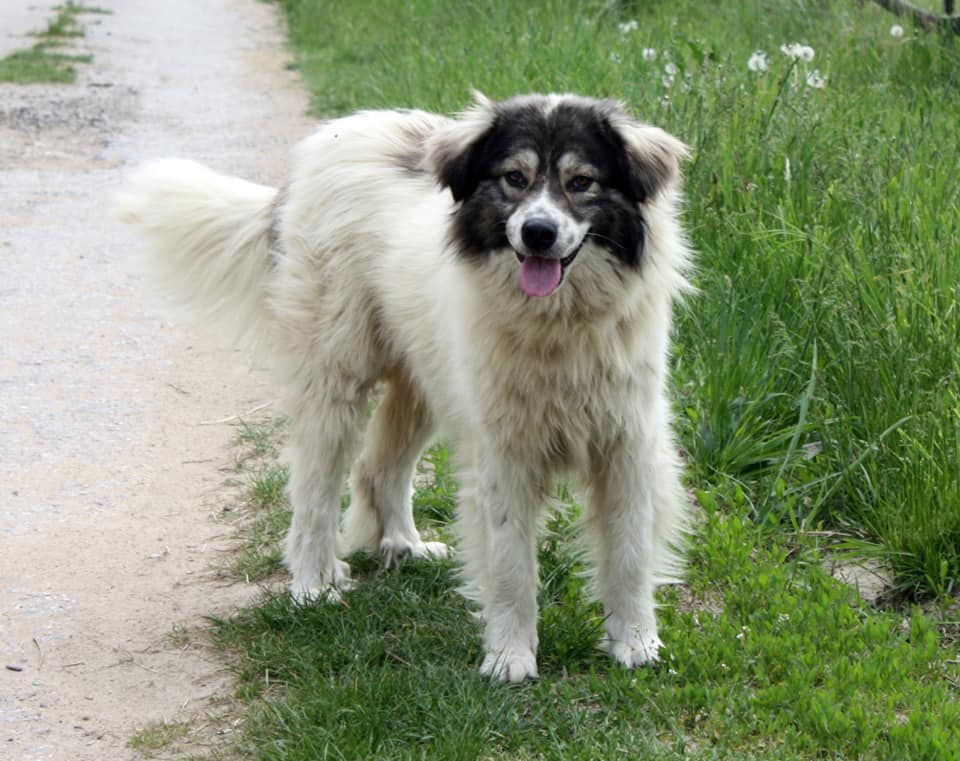 Karakachan Puppies for Sale Lancaster Puppies