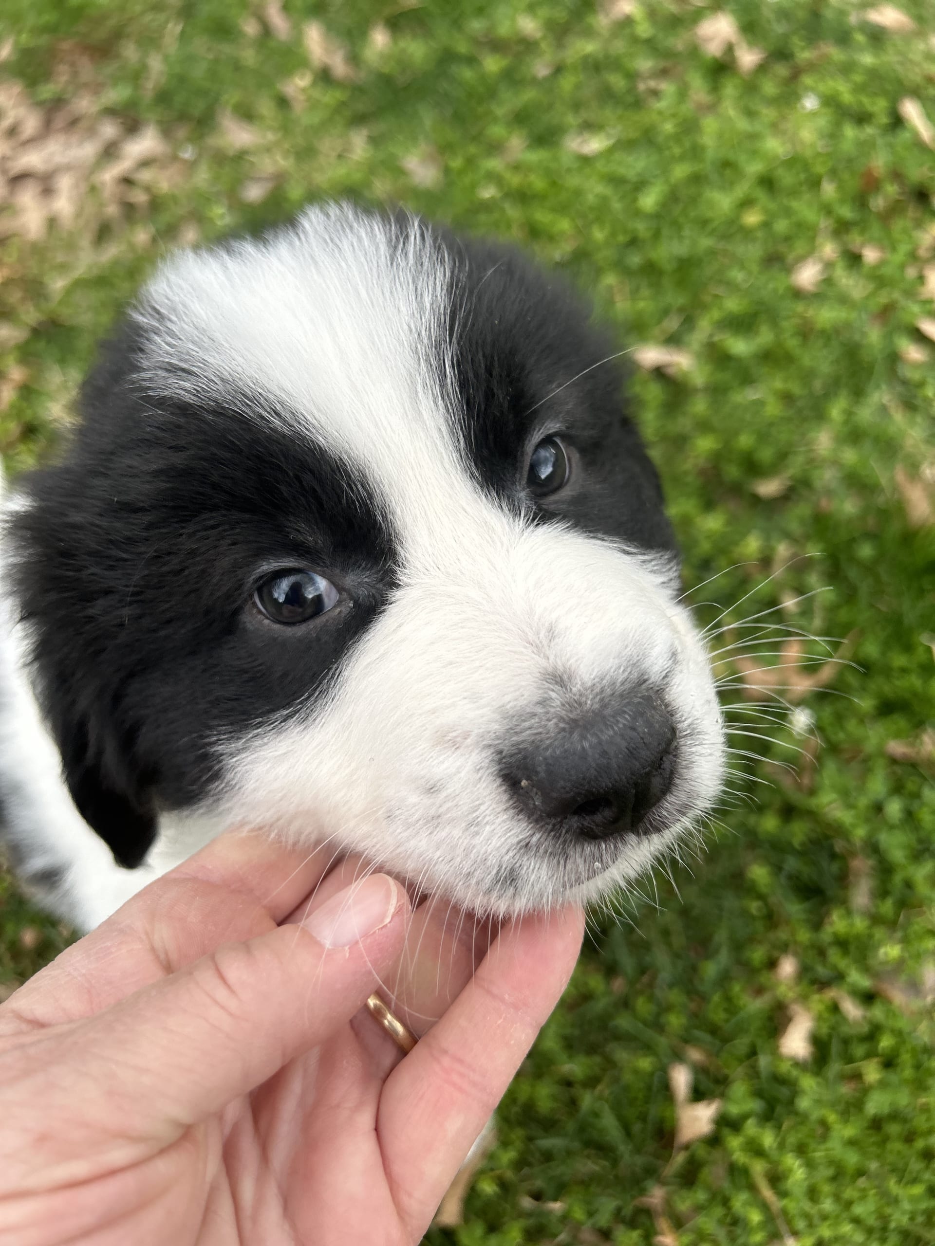 Kip Karakachan Puppy for Sale in Perkasie, PA Lancaster Puppies
