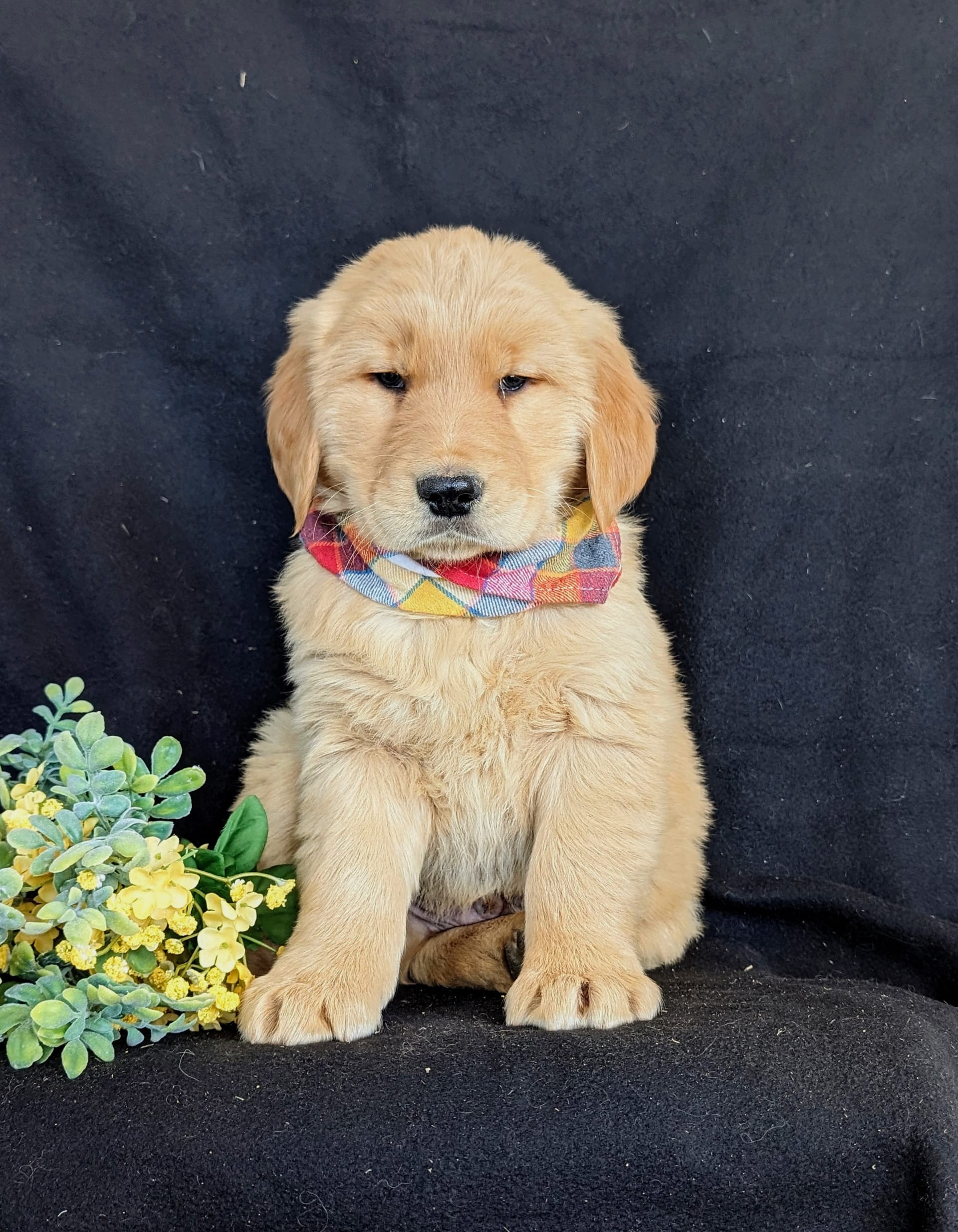 Zak - Golden Retriever Puppy for Sale in Lancaster, PA | Lancaster Puppies