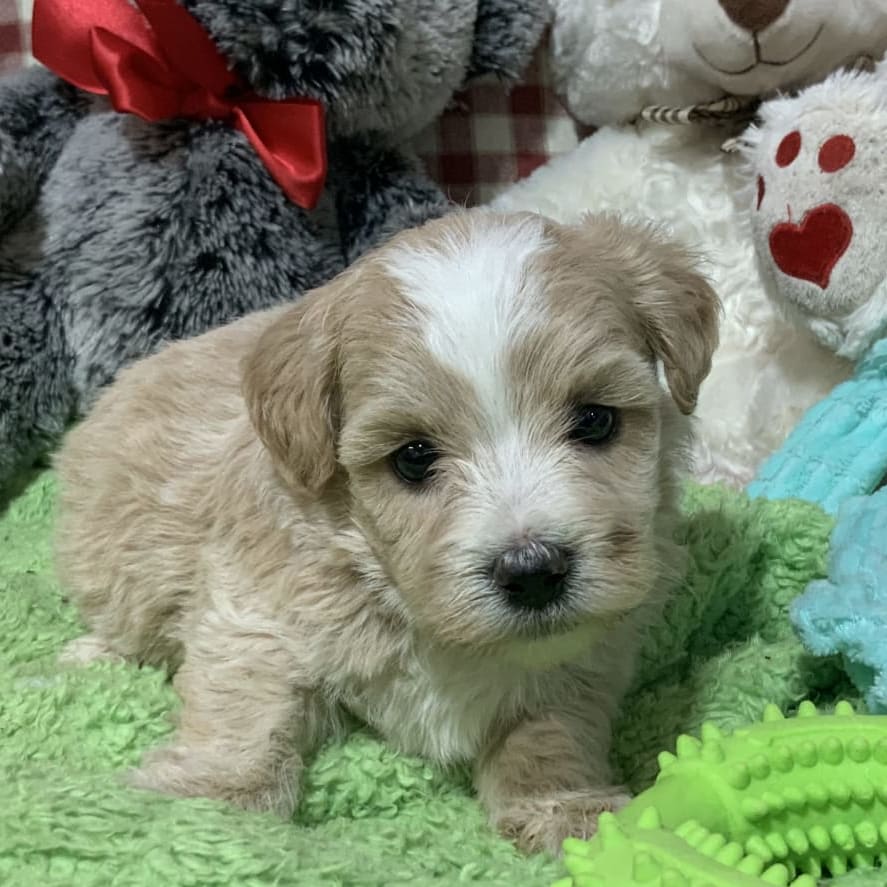 Marcey Coton De Tulear and Poodle Miniature Hybrid Puppy for Sale in
