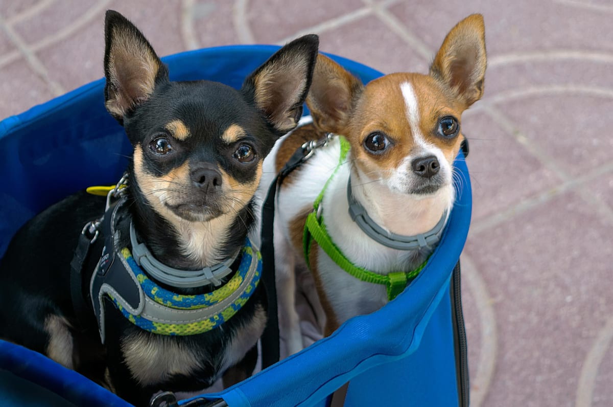 A black and brown Chihuahua and a brown and white Chihuahua sit next to each other in a blue dog stroller.