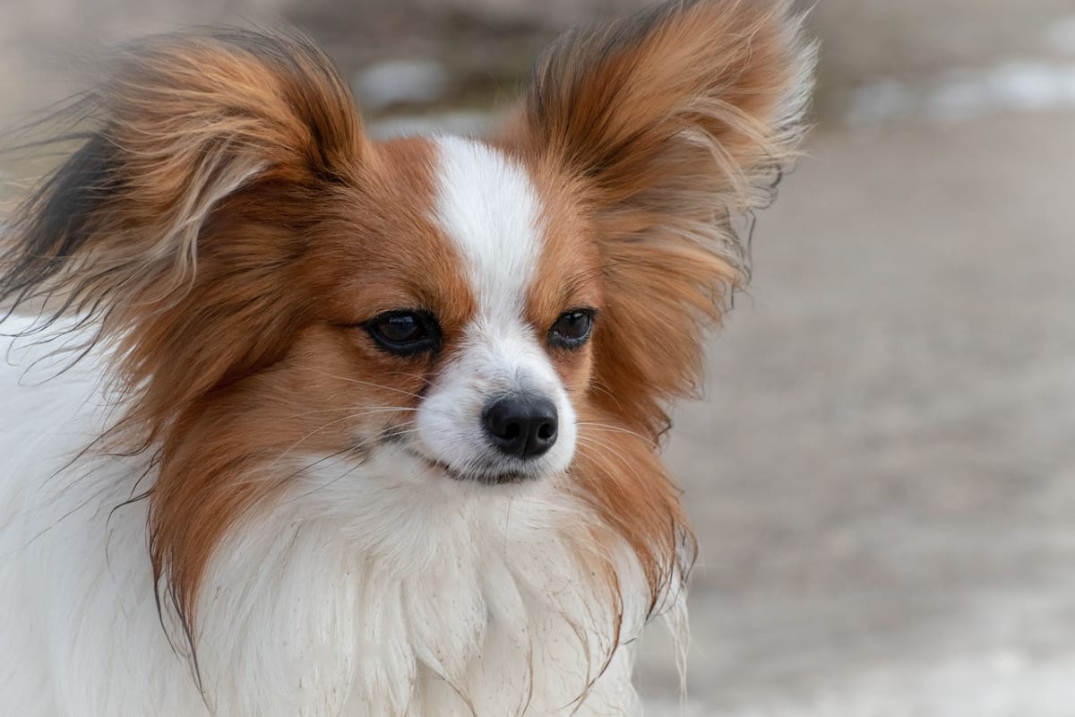 Close up of a brown and white Papillon.