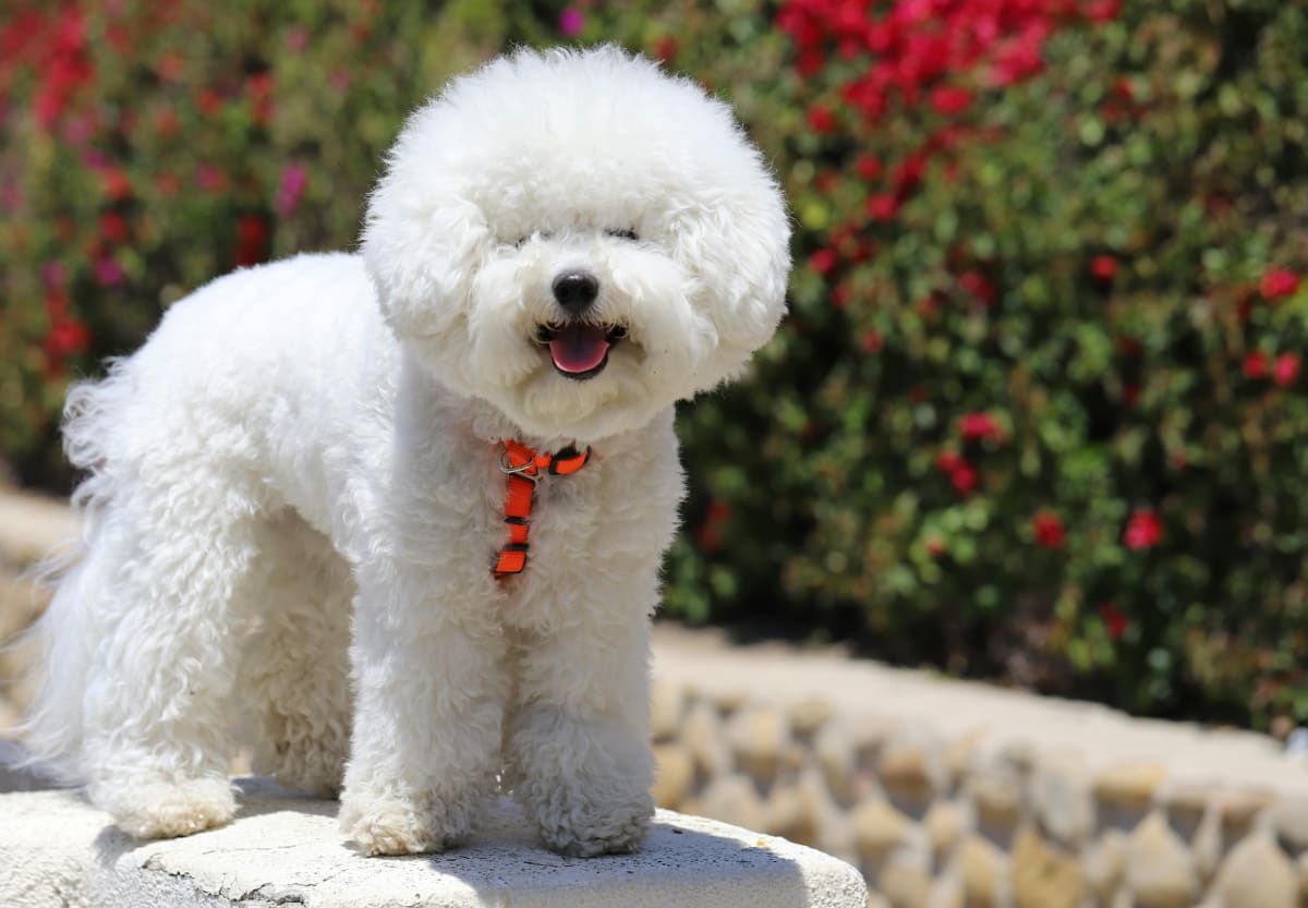 A white fluffy Bichon Frise stands on a garden wall in front of bushes with red flowers.