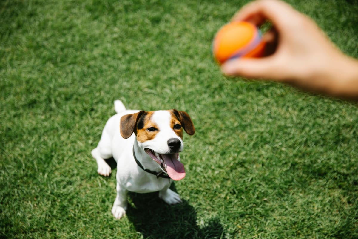 Brown and white Jack Russell Terrier sitting in grass and watching someone holding an orange ball.