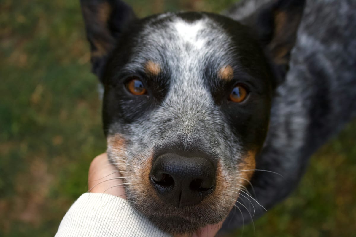 Close up of a black, gray, white, and brown Australian Cattle Dog.