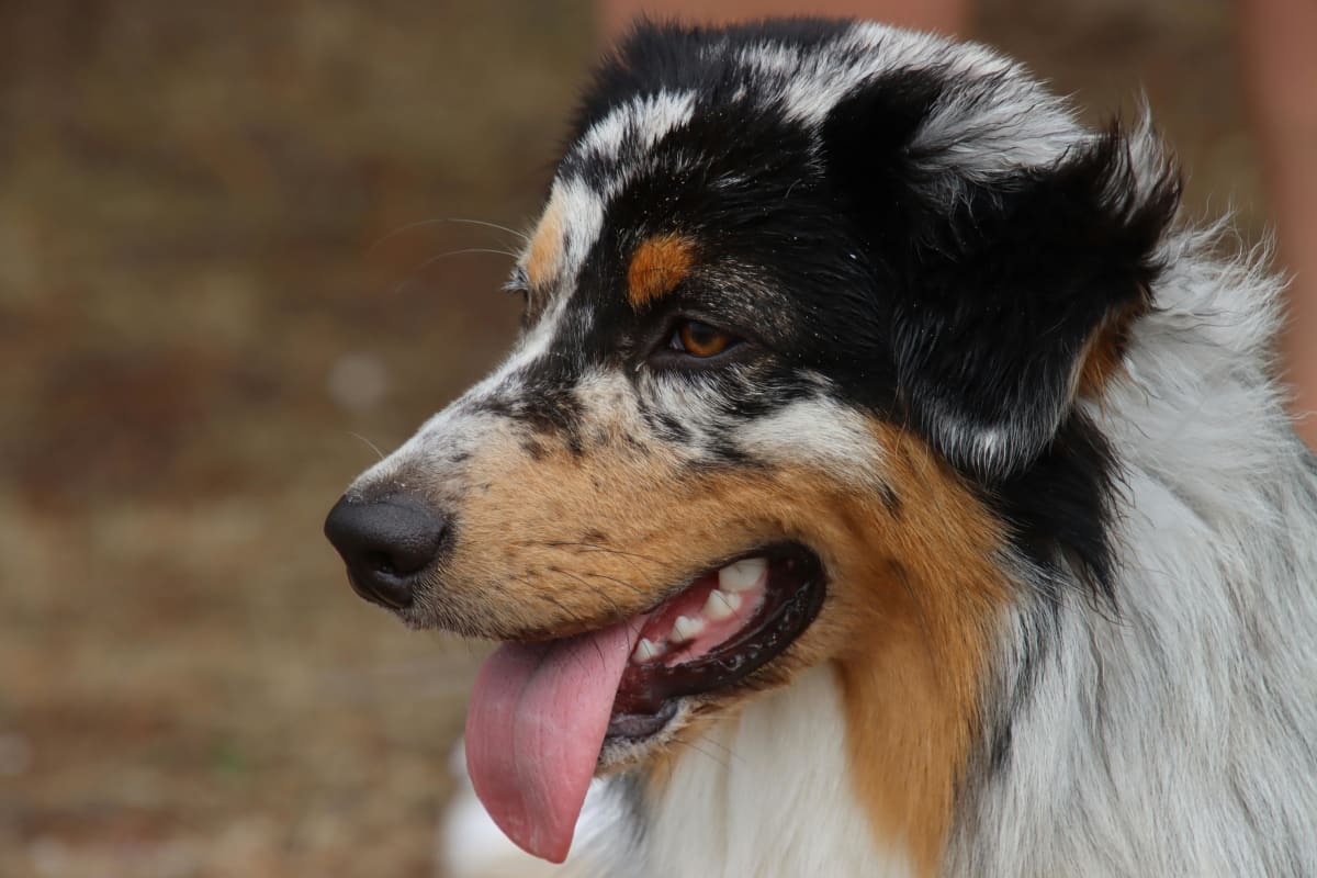 Close up of a white, brown, and black Australian Shepherd.