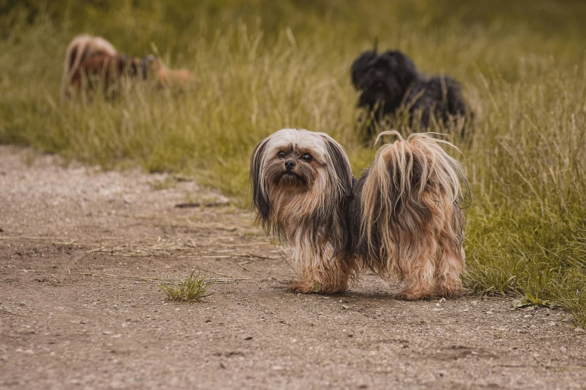 A tan and black Lhasa Apso standing on a dirt path.