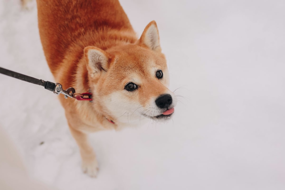 A white and tan Shiba Inu standing in snow and sticking out its tongue.