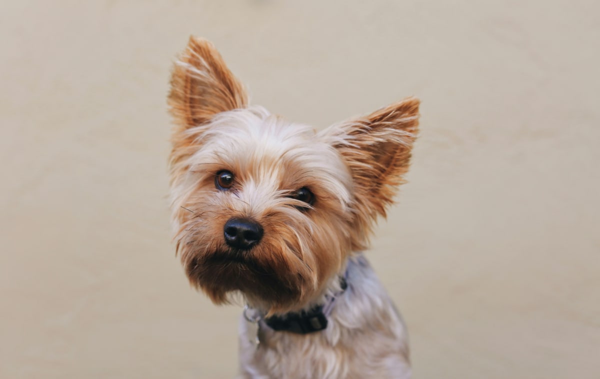 Close up of a Yorkshire Terrier with short fur.