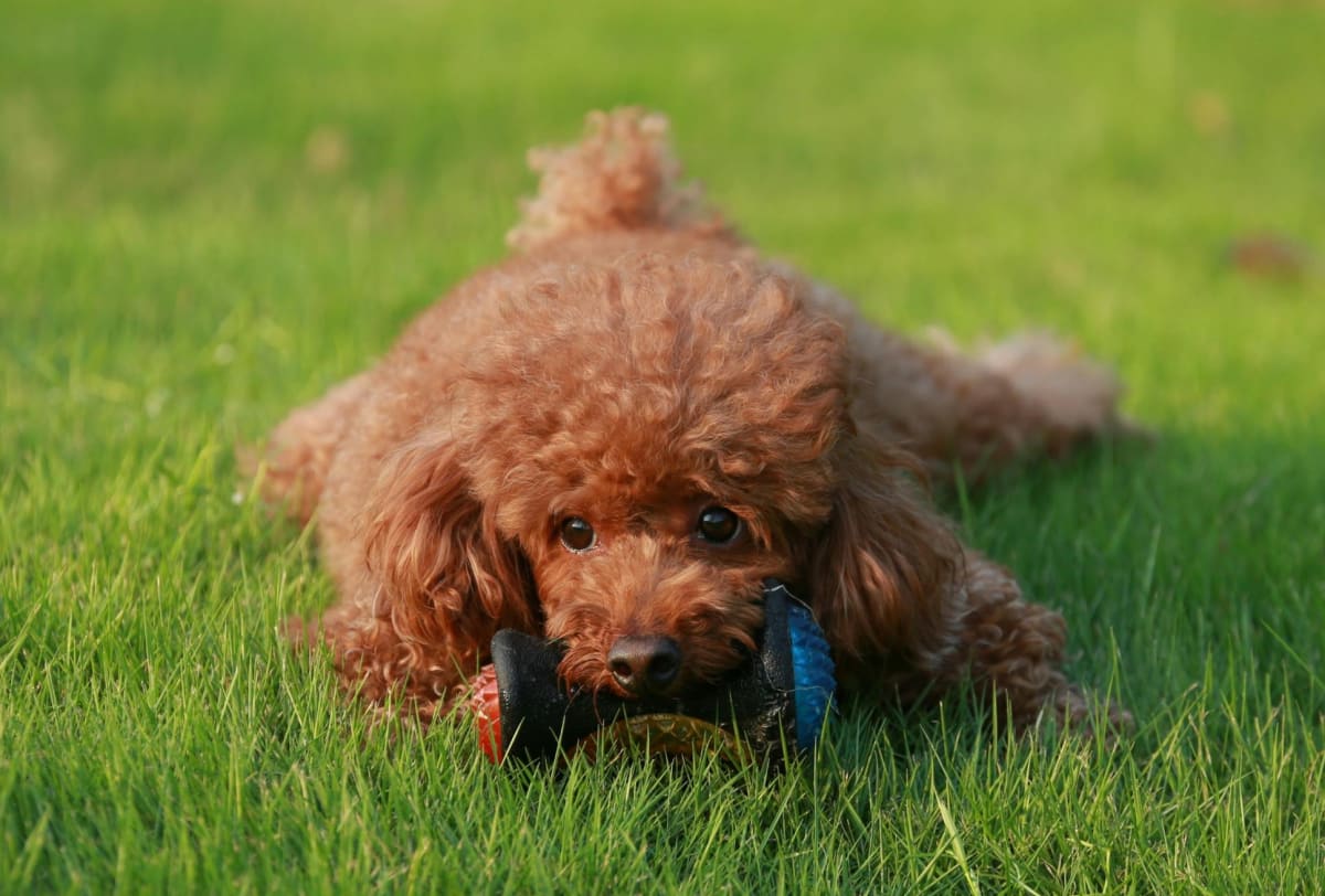 Brown Toy Poodle lying in grass outside with a black chew toy.