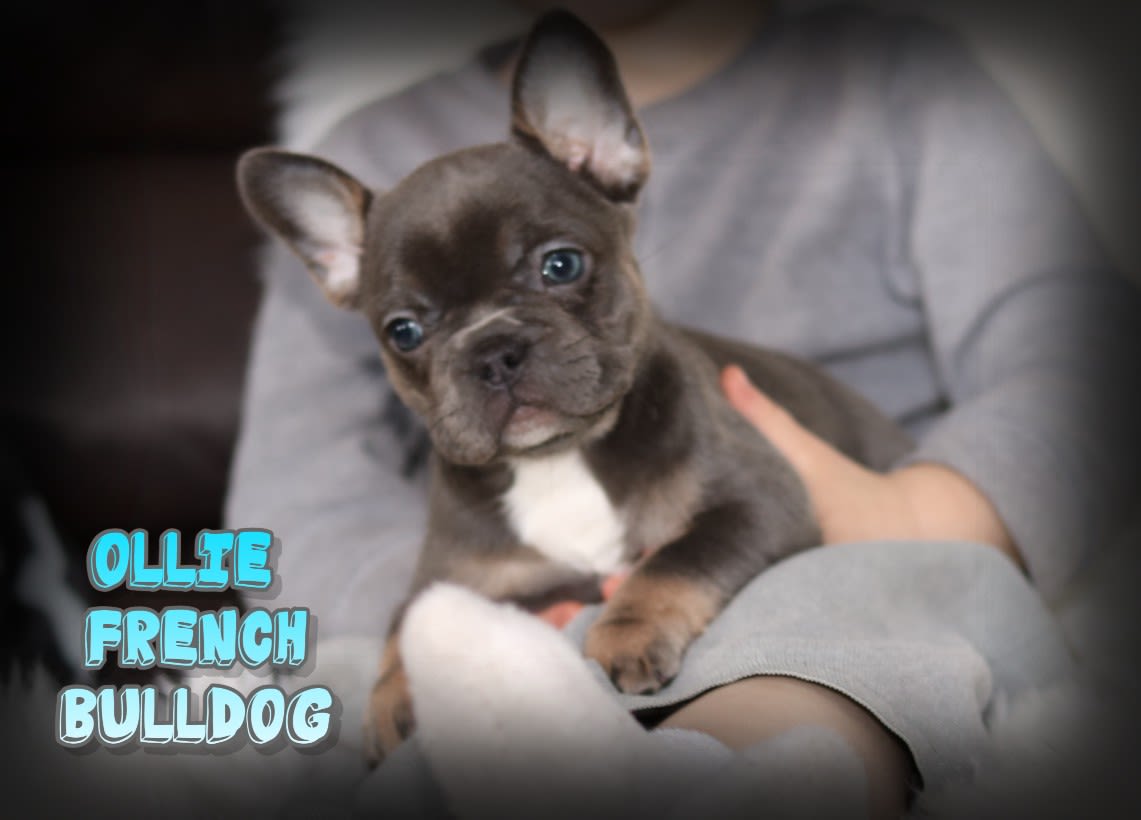 Ollie French Bulldog Puppy for Sale in North Canton, OH Lancaster
