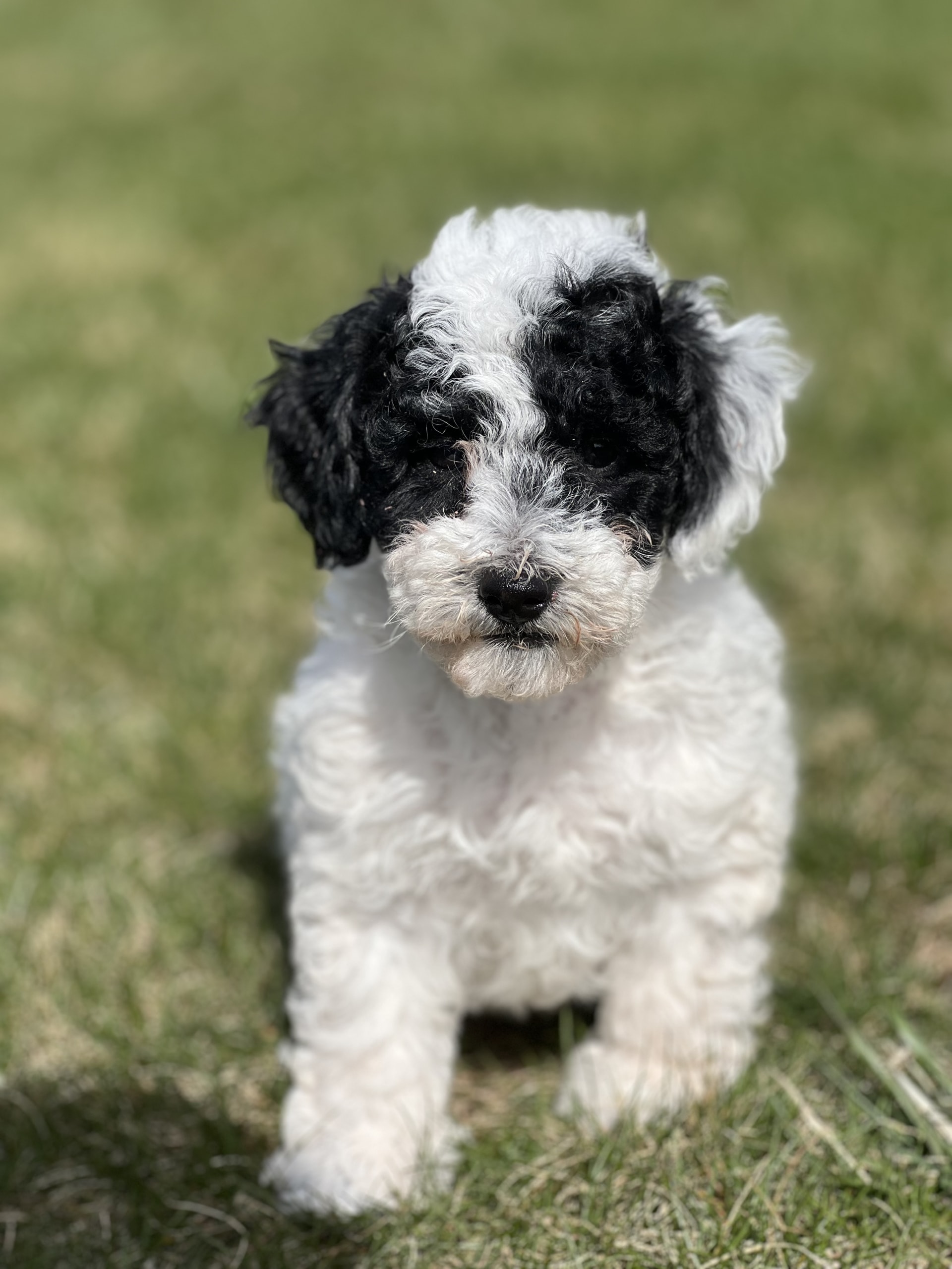 Alexander Poodle Miniature Puppy for Sale in Shipshewana, IN