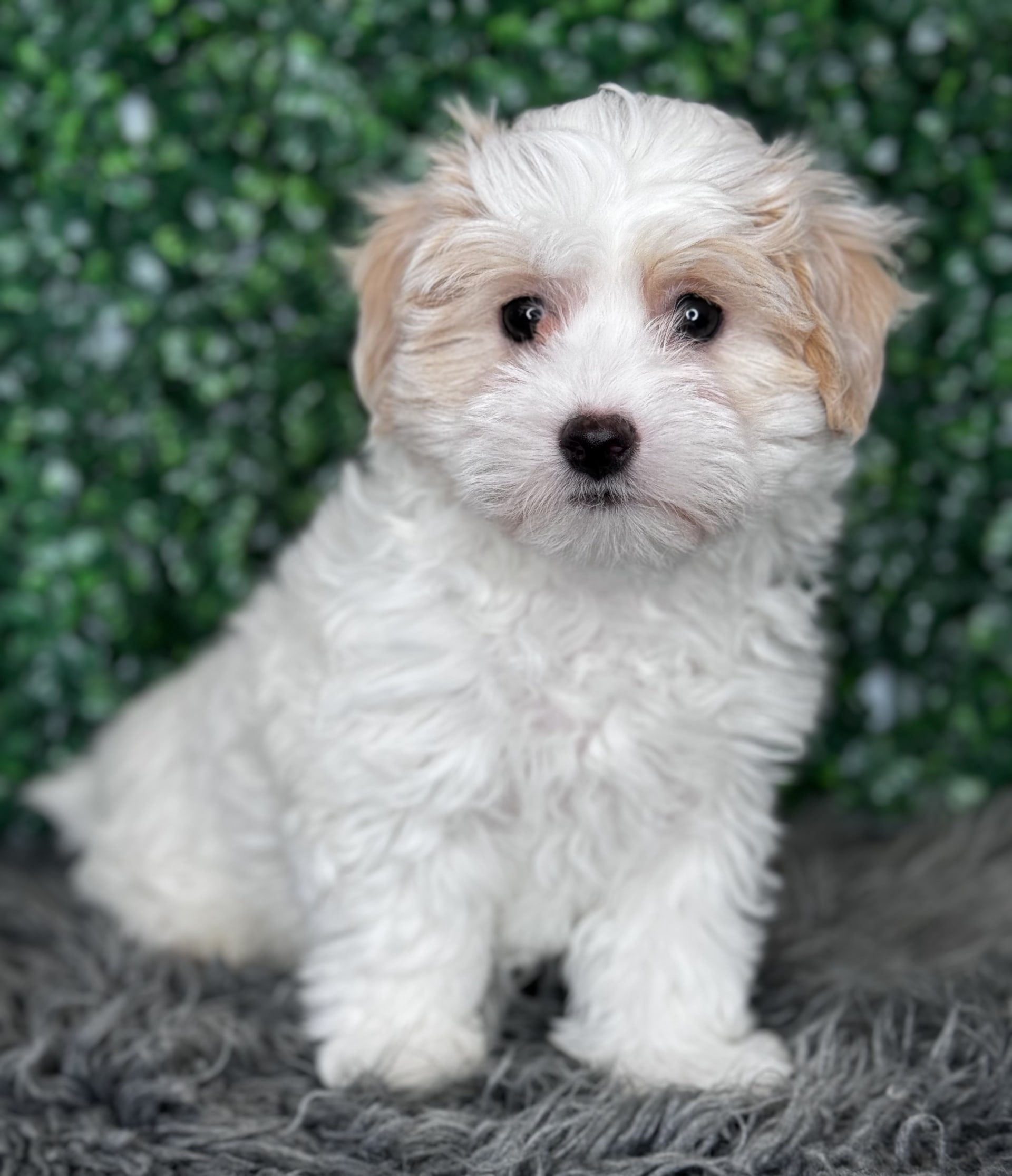 Dallas Maltipoo Puppy for Sale in Sugarcreek, OH Lancaster Puppies