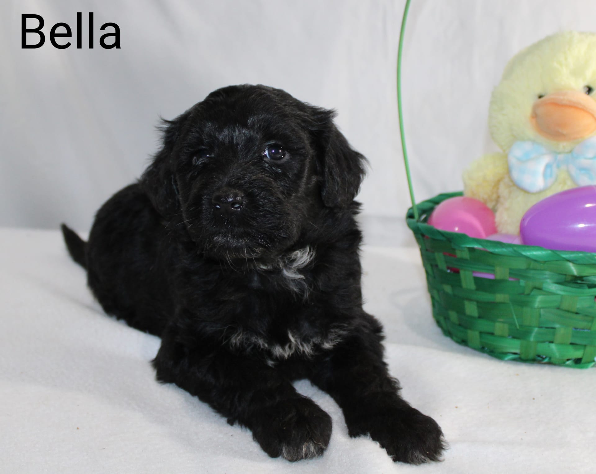 Bella - Portuguese Water Dog Puppy for Sale in Fresno, OH | Lancaster ...