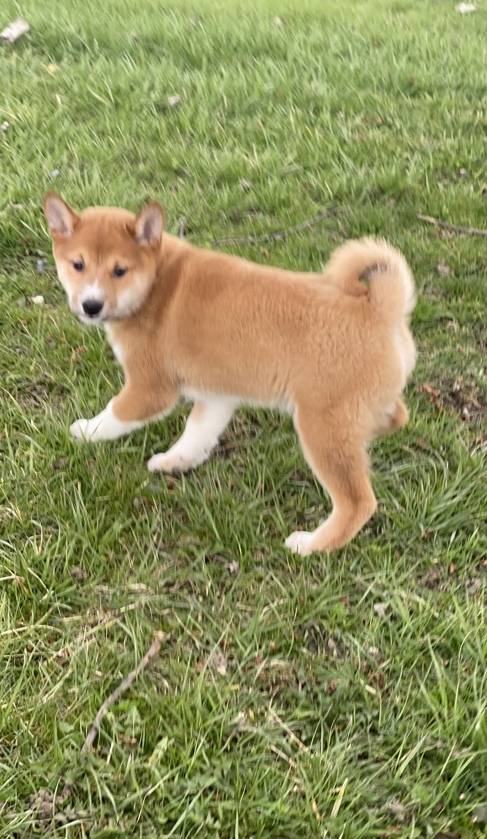 Stormy - Shiba Inu Puppy for Sale in Seneca Falls, NY | Lancaster Puppies