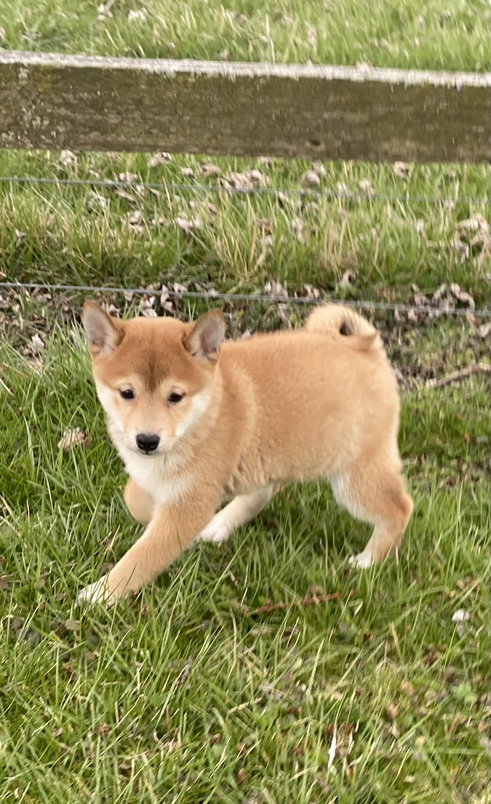 Sonja - Shiba Inu Puppy for Sale in Seneca Falls, NY | Lancaster Puppies