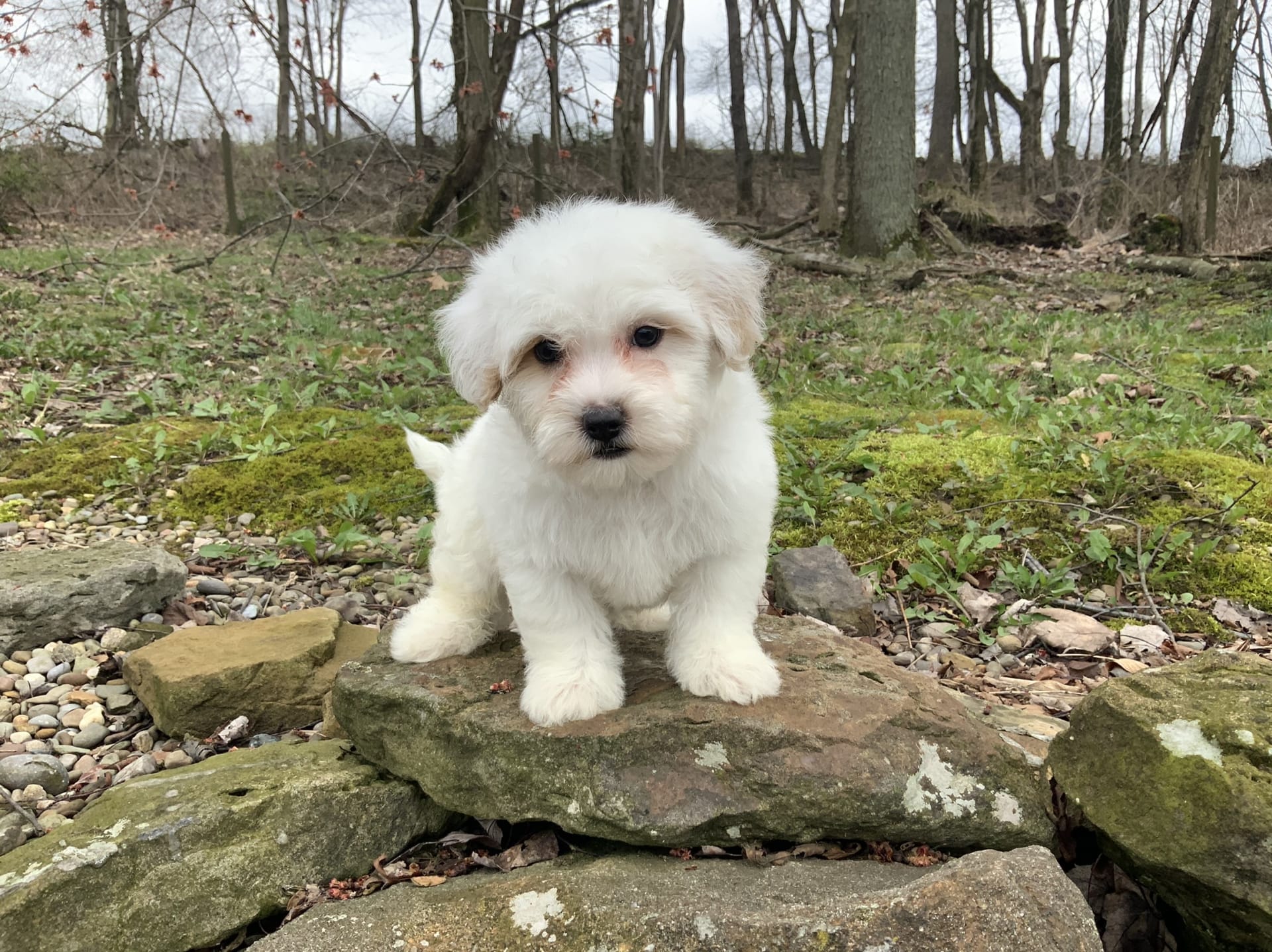 Martin Coton De Tulear and Poodle Miniature Hybrid Puppy for Sale in