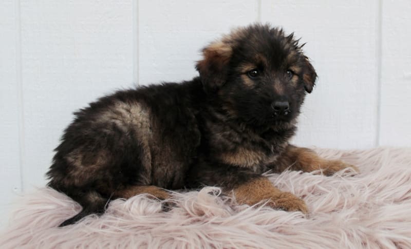 Aurora - German Shepherd and Bernedoodle Hybrid Puppy for Sale in ...