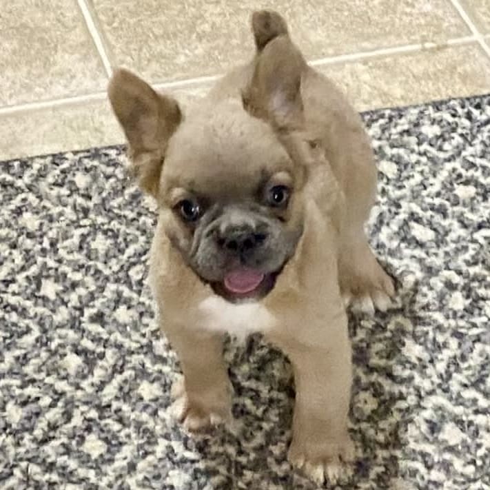 Sandy Fluffy - French Bulldog Puppy for Sale in Shippensburg, PA ...