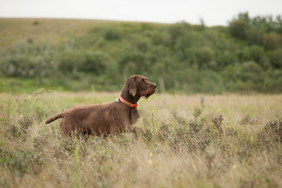 Photo of Pudelpointer